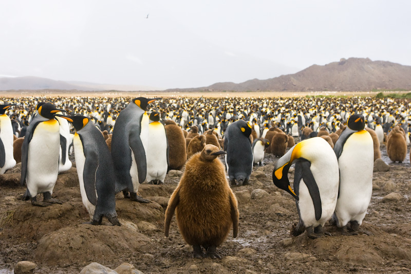 King Penguin Colony